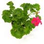 Geranium Essential Oil 20ML