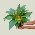 Mandarin Plant - 19CM Nursery Pot