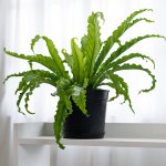 Birds Nest Fern - Large - 19CM Nursery Pot