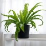 Birds Nest Fern - Large - 19CM Nursery Pot