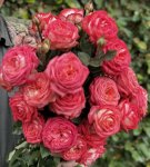 Ludwigs Favourite Hybrid Tea Rose 5LT