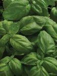 Basil Sweet Large Leaved Seed - 50 G Raw Seed