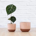 Pluto Planter - Pink - 13CM