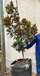 Magnolia Grandiflora ‘little Gem’ 125LT