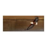 African Fish Eagle Visarend Flyby Square Tablecloth By Fanie Heymans