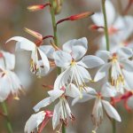 Gaura Butterfly Bush 4 Litres - White