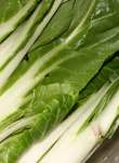 Pak Choi White Stemmed Seed - 500 G Raw Seed