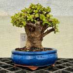 Portulacaria Afra "spekboom" - PS02 160MM L X 160MM D X 200MM H