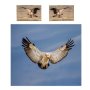 Cape Vulture Aasvoel Spread Wings By Fanie Heymans Duvet Cover Set King