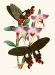 The Cabinet Of Oriental Entomology Pl III 1848 Art Print - A4