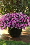 Petunia Easy Wave Pink Passion Seed - 10 Pelleted Seed