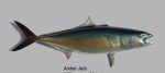 Yellowtail Kingtail 73CM Yts