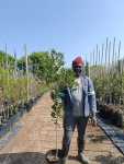 Euclea Natalensis 20LT