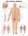 Spinal Nerves Anatomical Chart 8024