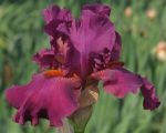Bearded Iris Purple Rain