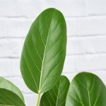 Ficus Audrey - In 15CM Nursery Pot