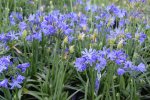 Click & Plant Online Nursery