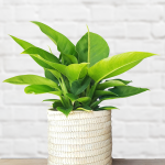 Philodendron - Imperial Green - 19CM Nursery Pot