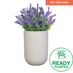 Planted Tennessee Sun - Amper