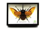 Taxibugs Real 5 Horned Beetle eupatorus Gracilicornis Flying Form Taxidermy In Transparent Box Display Black Wooden Box