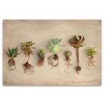 Succulent Study 9 Art Print - A3 No Frame Print Only