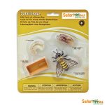 Safariology Life Cycle Of A Honey Bee