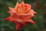 Lovers Meeting Hybrid Tea Rose 5LT