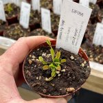 Venus Fly Trap 'carboni Ardenti.' Collectible Import. - 3 Years Or Older. 12CM Plastic Container.