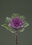 Kale Crane Feather Queen - 1000 Raw Seed