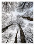Forest 1 Art Print - A1