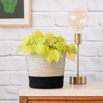 Philodendron Neon - Large - In Black & White Cotton Cord Planter