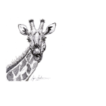 Giraffe Ls Art Print - A2