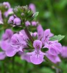 Stachys Aethiopica Purple 6 Pack
