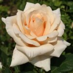 Satin Beauty Hybrid Tea Rose 5LT
