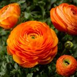 Ranunculus Mache Orange Seed - 250 Pelleted Seed