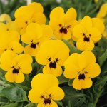 Viola Sorbet Yellow Blotch Xp Seed - 5000 Raw Seed