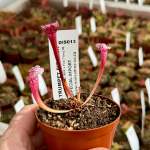 Trumpet Pitcher Sarracenia 'leucophylla L18MK X Pink Thing 8.' Special Import. - Medium To Large Plant. 12CM Plastic Container.