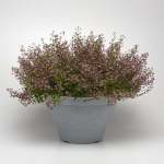 Cuphea Pink Shimmer Seed - 10 Multipelleted Seed