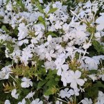 Plumbago Auriculata White 15CM Pot