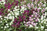 Gomphrena Gnome Mix Seed - 25 Raw Seed