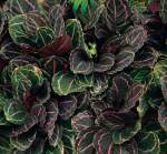 Calathea Illustris Seedlings - 3 Plug Plants