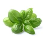 Basil 30G Gh