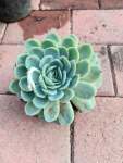 Echeveria Elegans 2 Litres