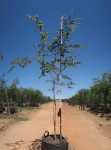 Celtis Africana 200LT White Stinkwood