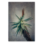 Aloes 1 Art Print - A4 No Frame Print Only