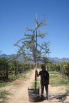 Acacia Karroo Tree 100LT