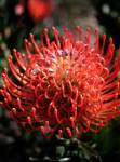 Leucospermum Anouk Pincushion 15CM Pot