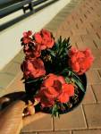 Carnation 15 Cm Pot - Red