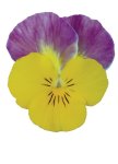Viola Sorbet Yellow Pink Jump Up Xp Seed - 500 Raw Seed