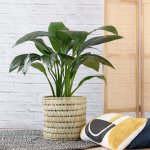 Peace Lily - Sensation - Extra Large - 35CM Pot In 40CM Fundo Palm Leaf Basket